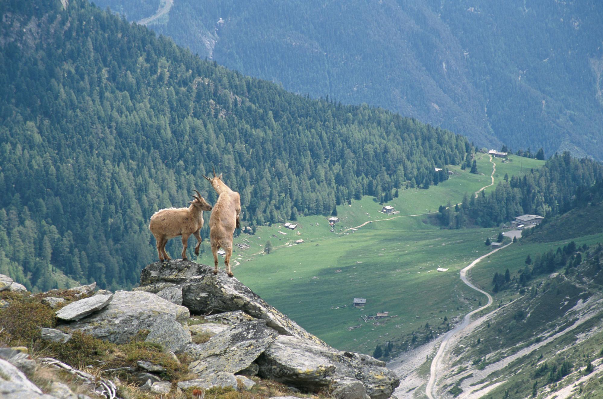Deux bouquetins au fond du vallon